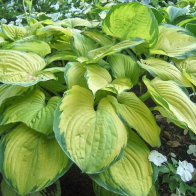 Hosta 'Old Glory' Hosta 'Old Glory'